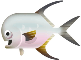 Snubnose Pompano in Paradise Island
