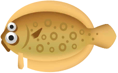 Largetooth Flounder in Paradise Island
