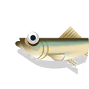 alewife