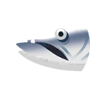 barracuda