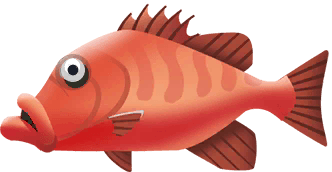 Cubera Snapper in Costa Rica