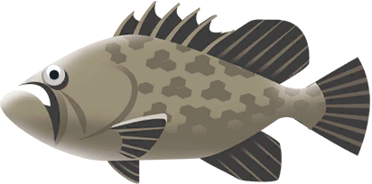 Broomtail Grouper in Costa Rica