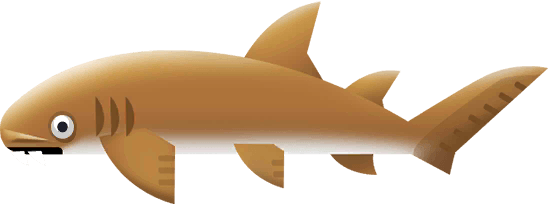 Nurse Shark in Costa Rica