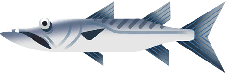Barracuda in Costa Rica
