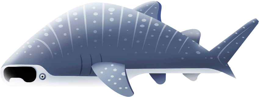 Whale Shark in Costa Rica