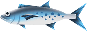 Sierra Mackerel in Costa Rica