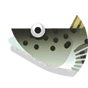 blue lingcod