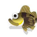 yellow irish lord