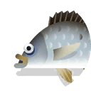 black bream