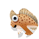 spotted handfish
