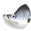 barramundi
