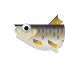 dace