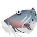spotted sorubim