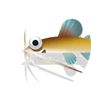 yellow mystus