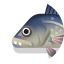 corvina