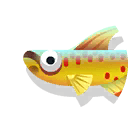 Splendid killifish