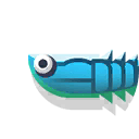 Anglaspis