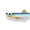 anchovy