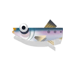 sardine