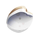 striped beach shell