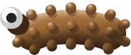Brown Sea Cucumber in Costa Rica