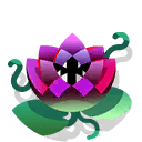 Black Water Lily